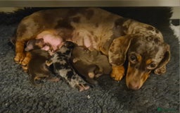 Miniature Dachshund dogs for sale: STUNNING KC DAPPLES. 5* breeder - Image 11
