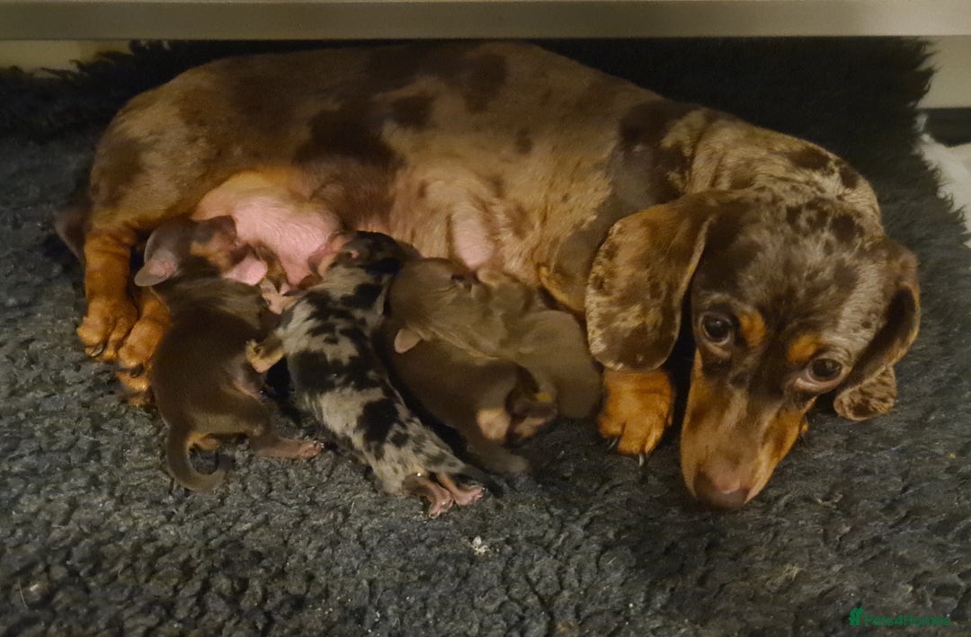 Miniature Dachshund dogs for sale: STUNNING KC DAPPLES. 5* breeder - Image 11