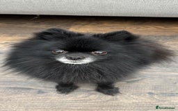 Pomeranian dogs for sale: 3 Little Girls Looking for Love! - Image 3