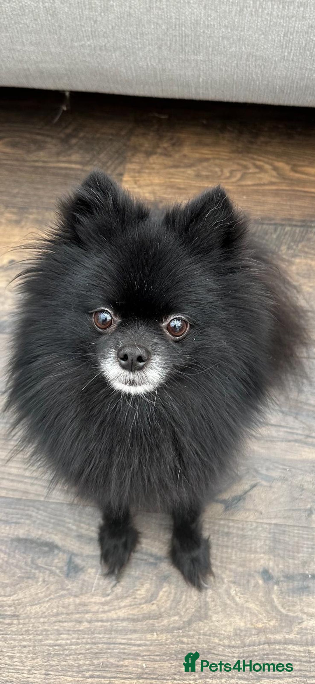 Pomeranian dogs for sale: 3 Little Girls Looking for Love! - Image 3