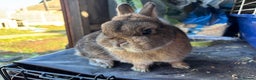 Netherland Dwarf rabbits for sale: Male nethaland dwarf  - Advert 2