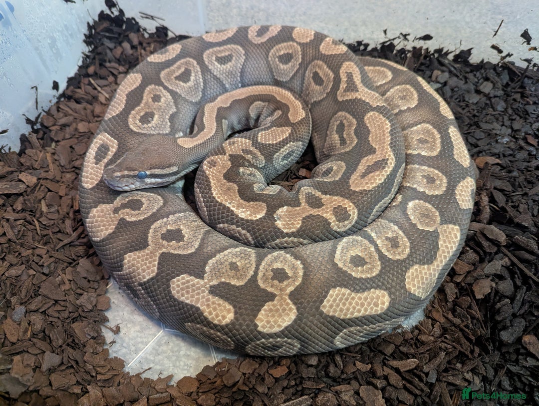 Python Snake reptiles for sale: 4 x Female Adult Ball Pythons Clown Orange Dream - Advert 2