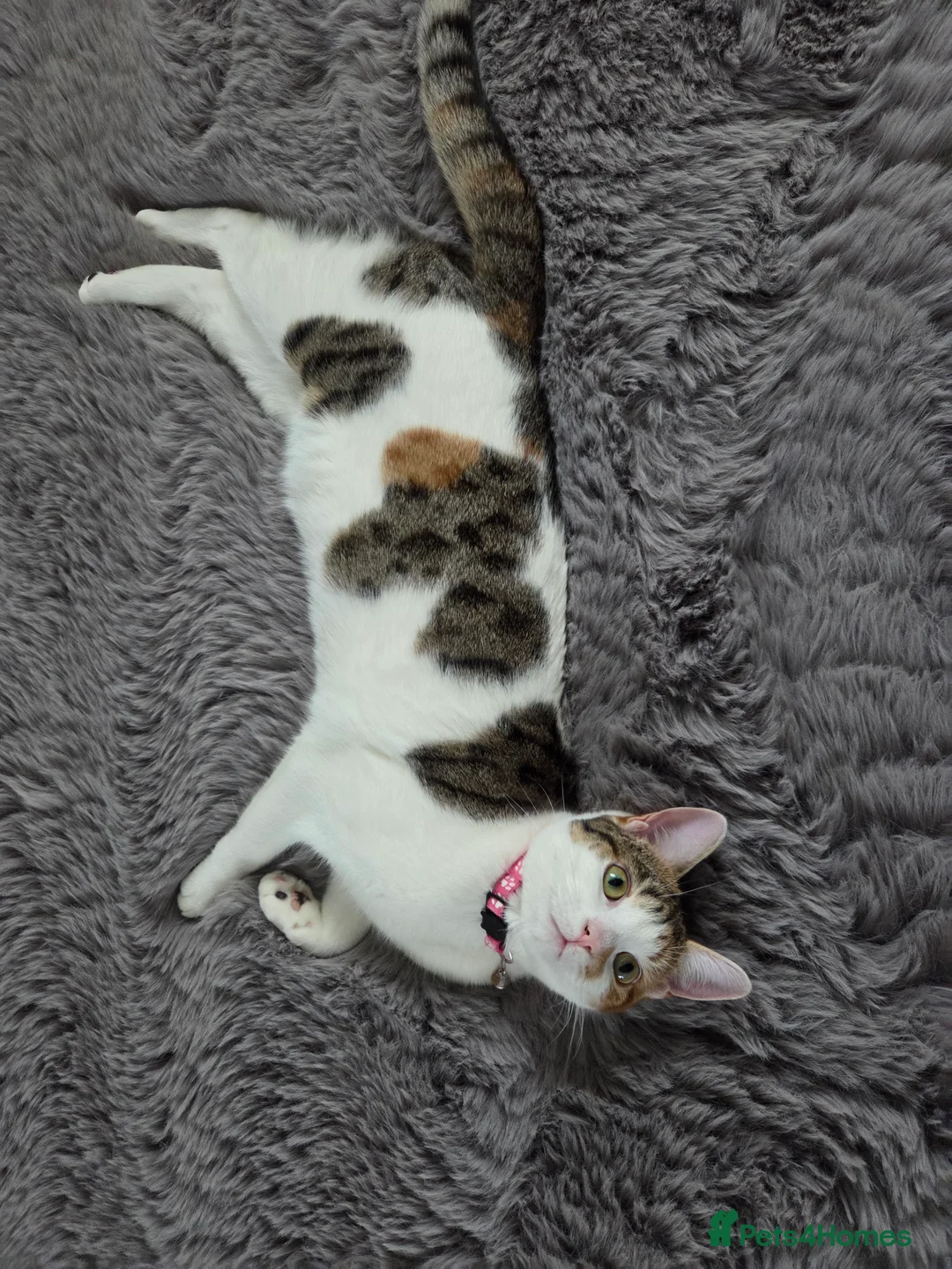 Mixed Breed cats for sale: 1 Year Old Girl - Advert 1