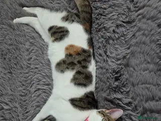 Mixed Breed cats 1 Year Old Girl in Warrington - Advert 1