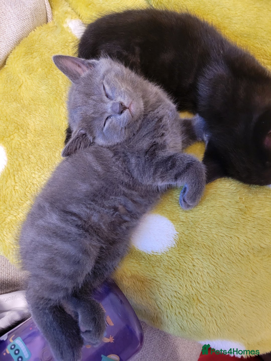 Mixed Breed cats for sale: Healthy cute grey baby boy kitten - Advert 3