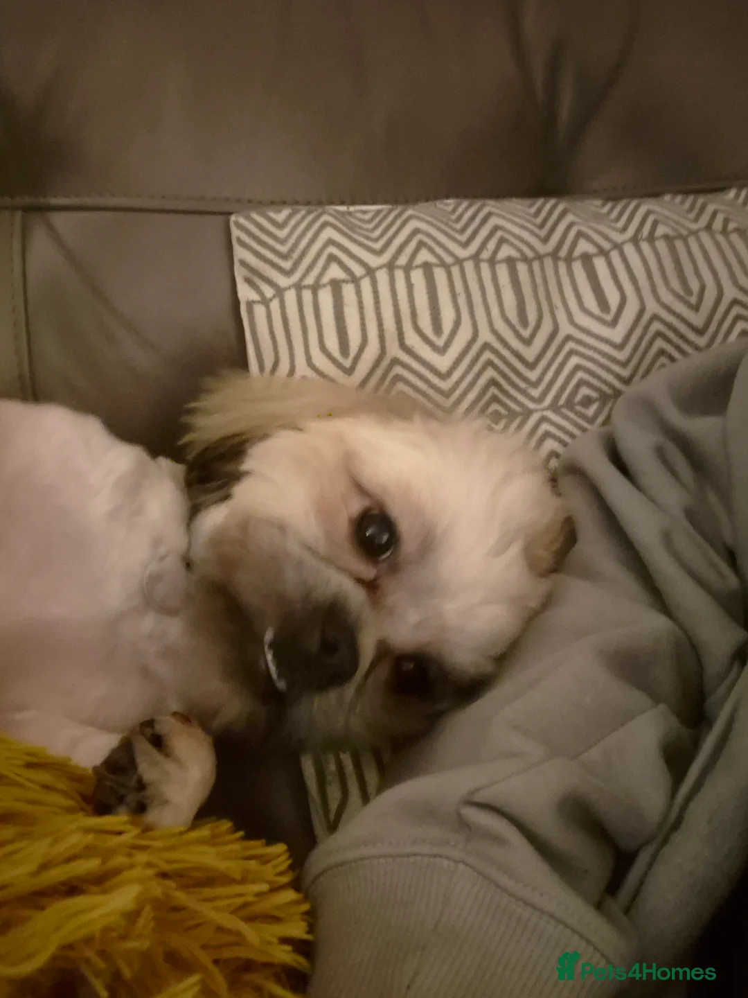 Shih Tzu dogs for sale: 8 month old shih tzu (teddy) - Advert 5