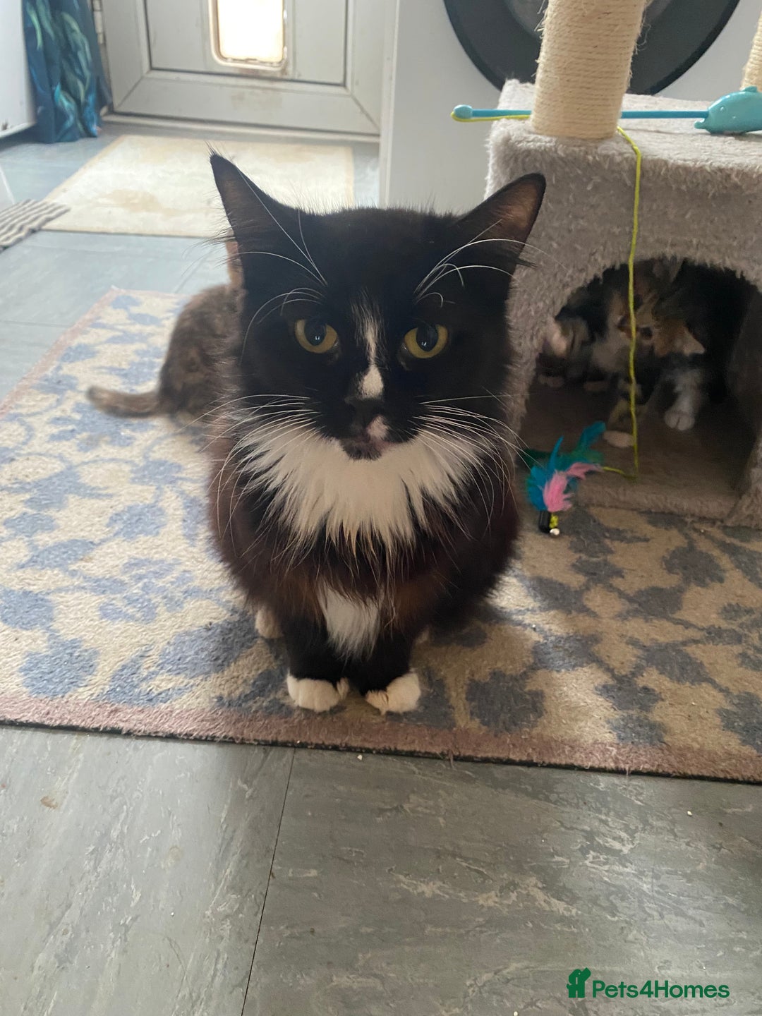 British Longhair cats for sale: 4 Beautiful tabby kittens - Image 22