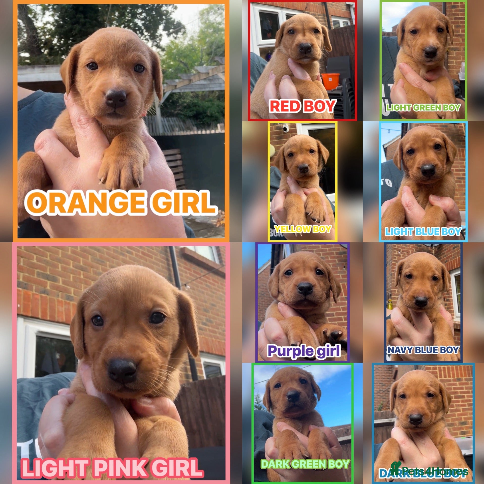 Labrador Retriever dogs Fox red Labrador puppies  - Advert 1