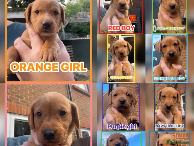 Labrador Retriever dogs Fox red Labrador puppies - Advert 1