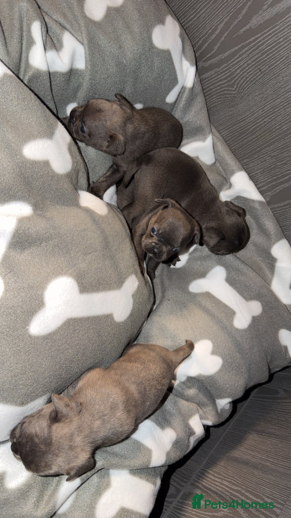 Mixed Breed dogs 4x Male French bulldogs - Advert 1