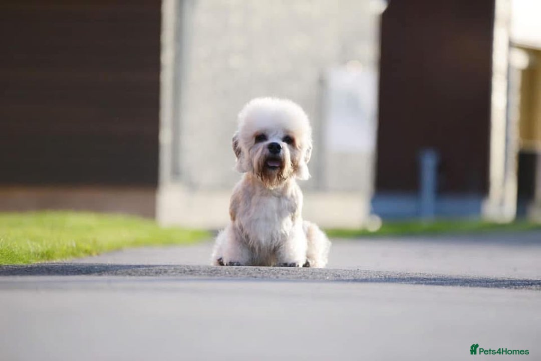 Dandie Dinmont Terrier dogs for sale: Dandie Dinmont terrier male puppy - Advert 2