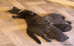 British Shorthair cats for sale: British blue short hair - Image 11