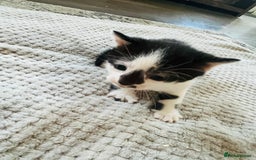 Mixed Breed cats for sale: Gorgeous Grey/White Black/White Kittens - Image 6