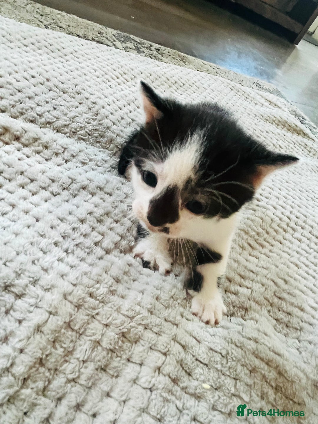 Mixed Breed cats for sale: Gorgeous Grey/White Black/White Kittens - Image 6