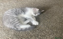 Exotic cats for sale: White & Grey Male Kitten Exotic Shorthair - Image 7
