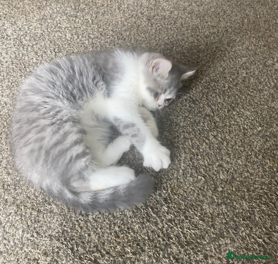 Exotic cats for sale: White & Grey Male Kitten Exotic Shorthair - Image 7