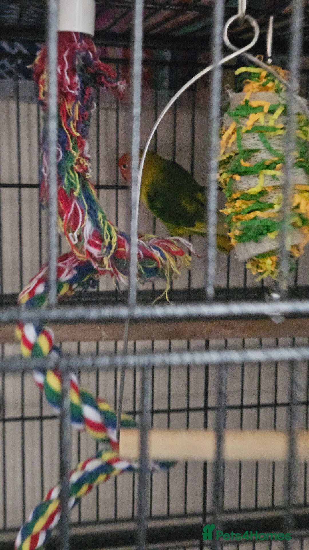 Lovebirds birds for sale: 2x lovebirds looking for a home. - Advert 3