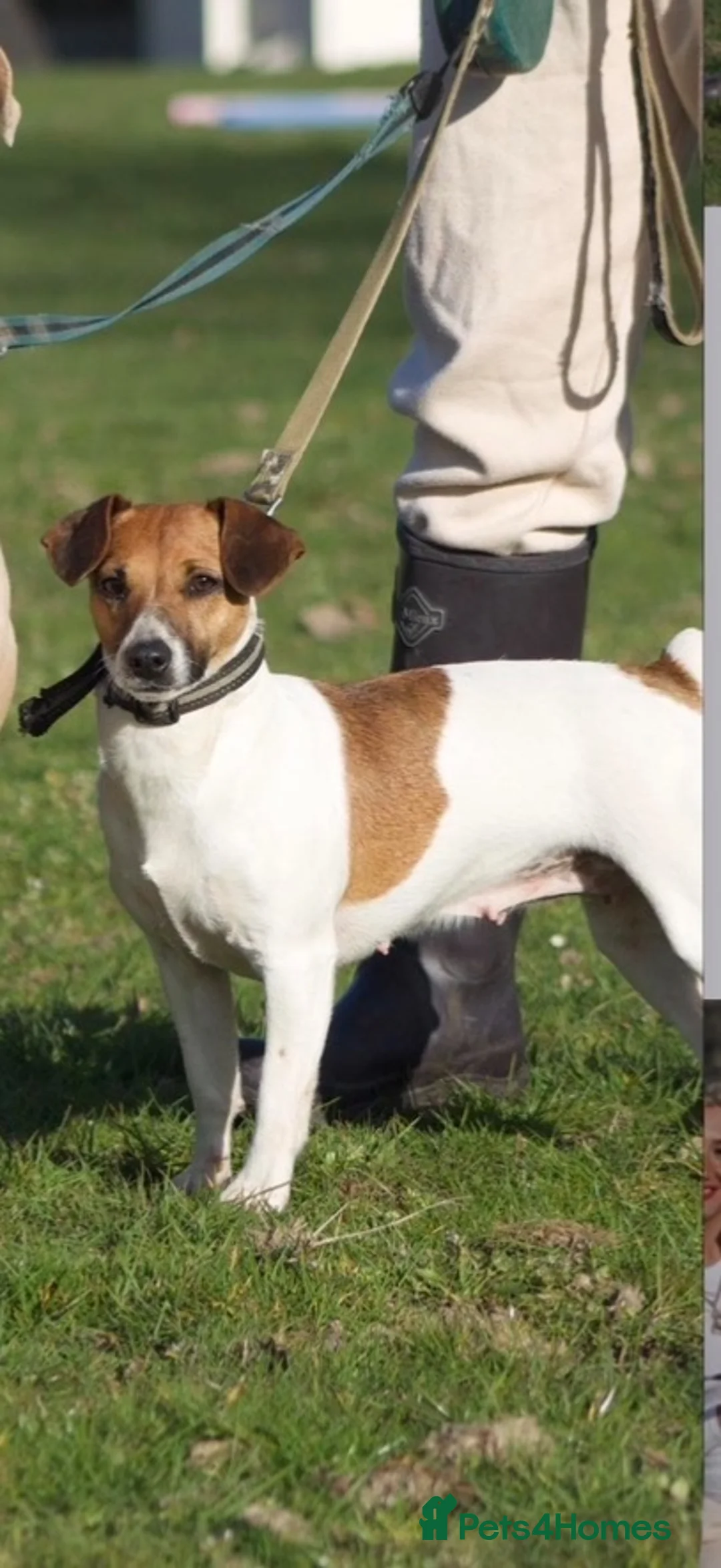 Jack Russell dogs for sale: Tri coloured jack Russell pups  in Southampton - Advert 2