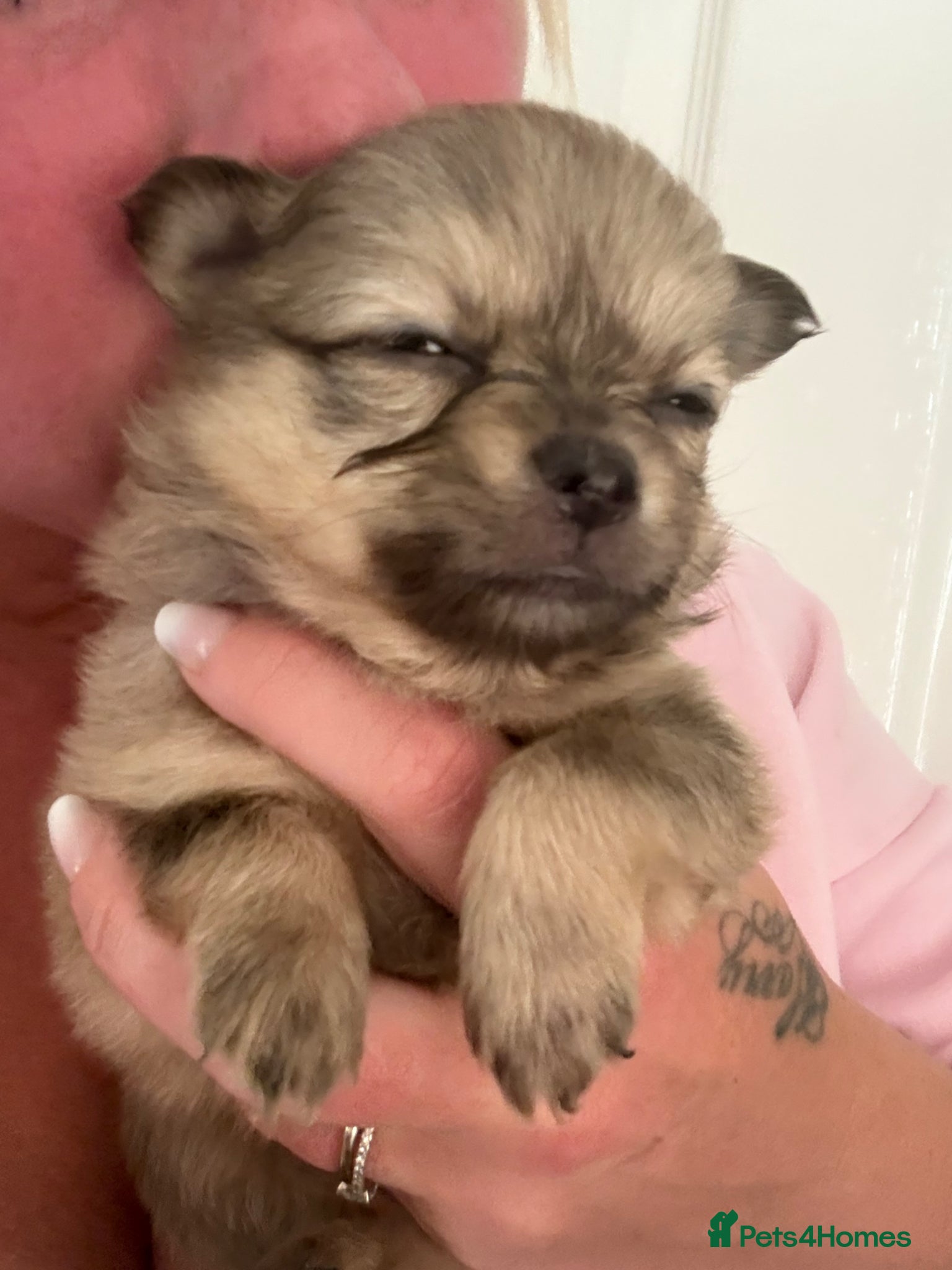 Pomchi dogs Pomchi Puppies - Advert 5