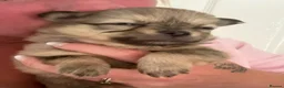 Pomchi dogs for sale: Pomchi Puppies - Advert 1