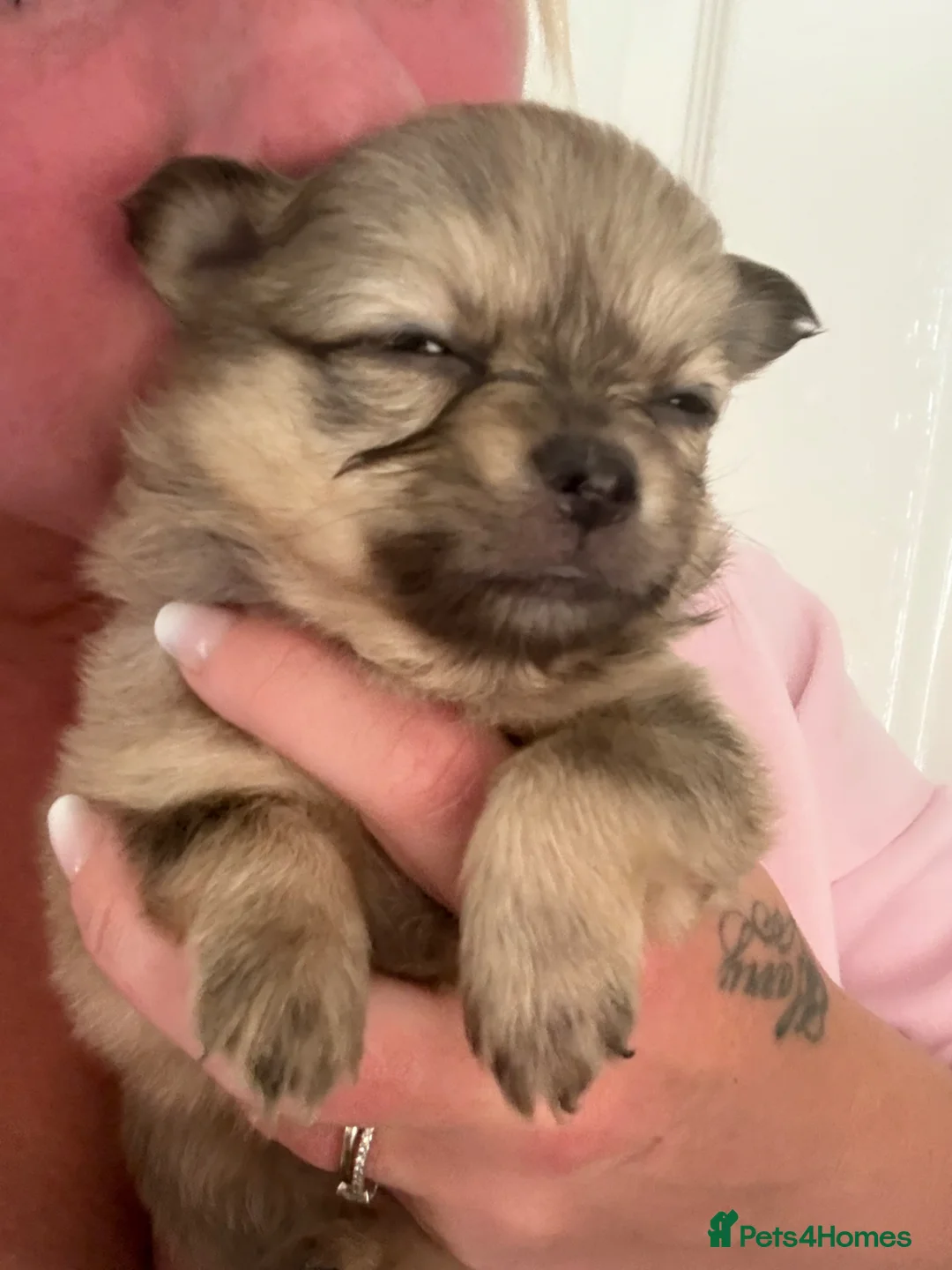 Pomchi dogs for sale: Pomchi Puppies - Advert 1