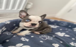French Bulldog dogs for sale: French Bulldog (Blu) - Image 9