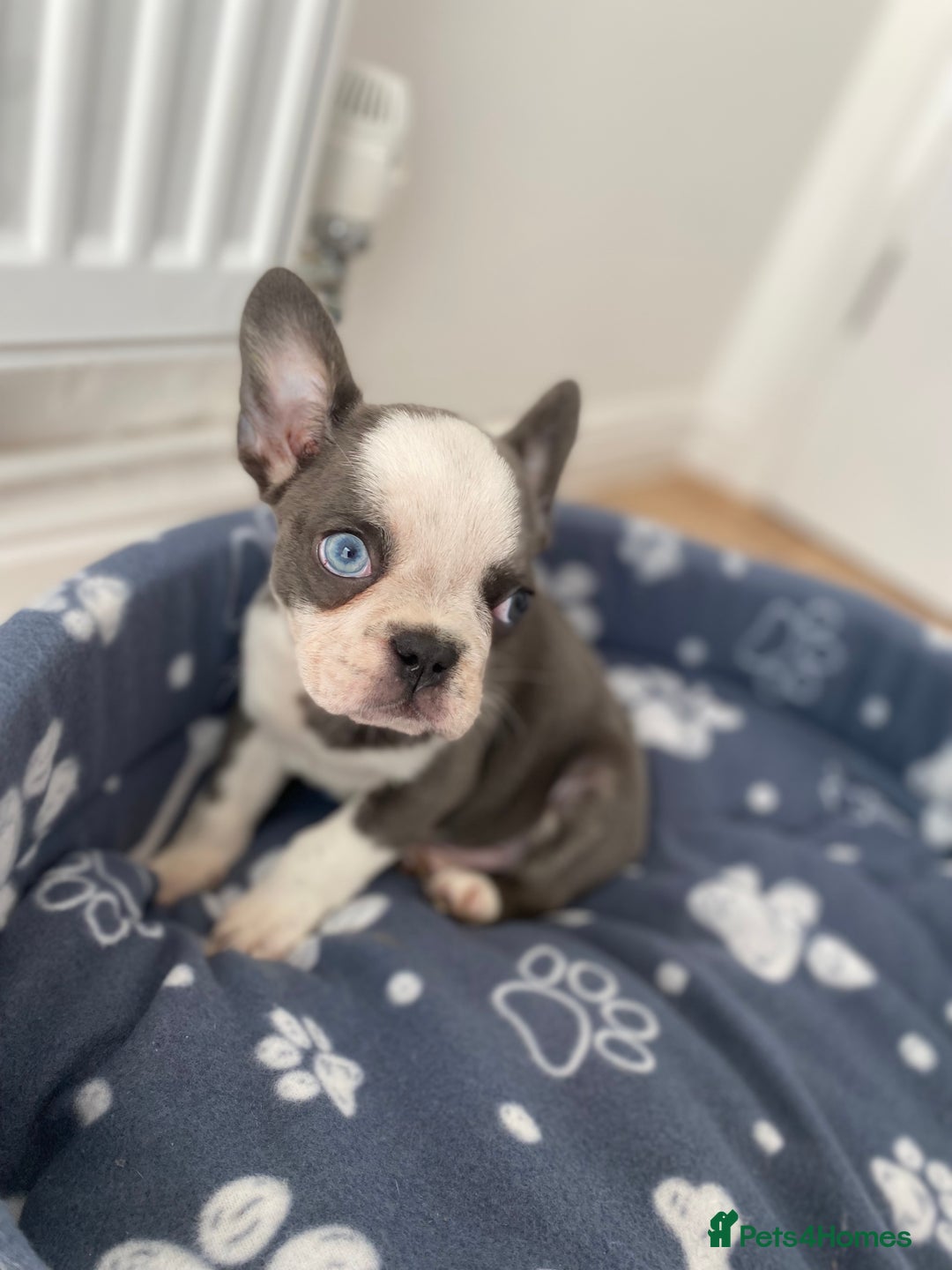 French Bulldog dogs for sale: French Bulldog (Blu) - Image 9