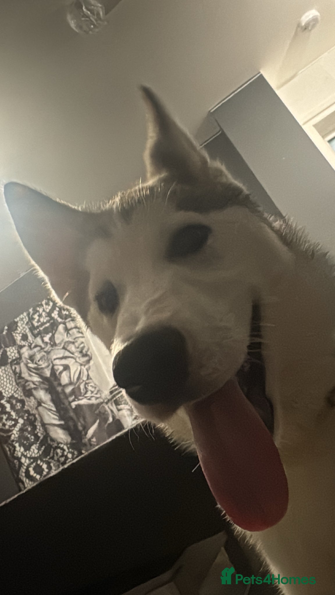 Siberian Husky dogs Siberian husky pup - Advert 1