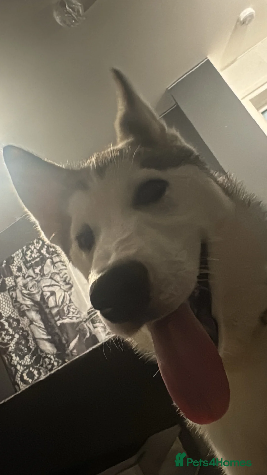 Siberian Husky dogs for sale: Siberian husky pup in Witney - Advert 1