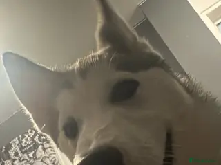 Siberian Husky dogs Siberian husky pup - Advert 1