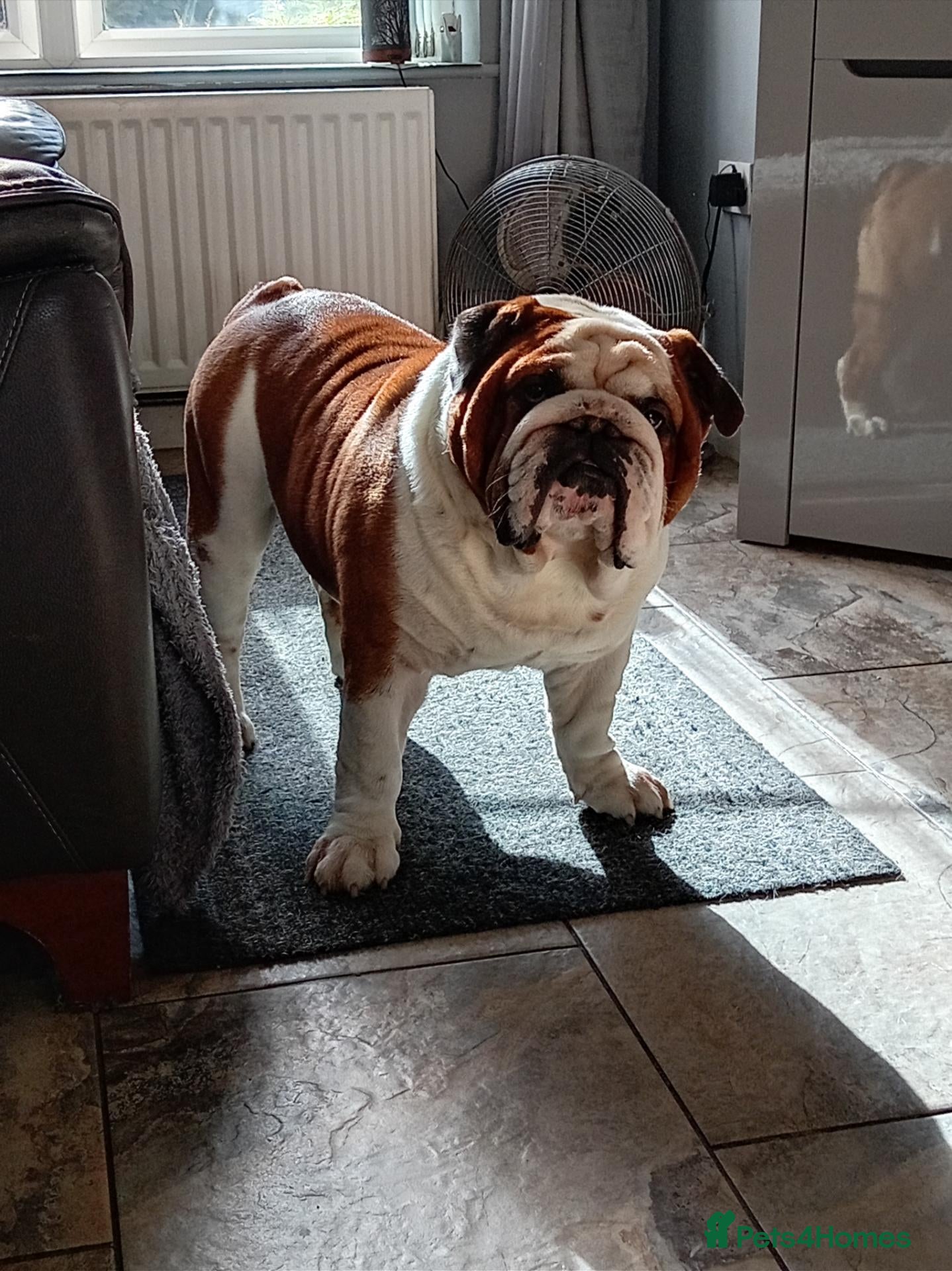 English Bulldog dogs For Stud: George (red/white) PROVEN - Advert 8
