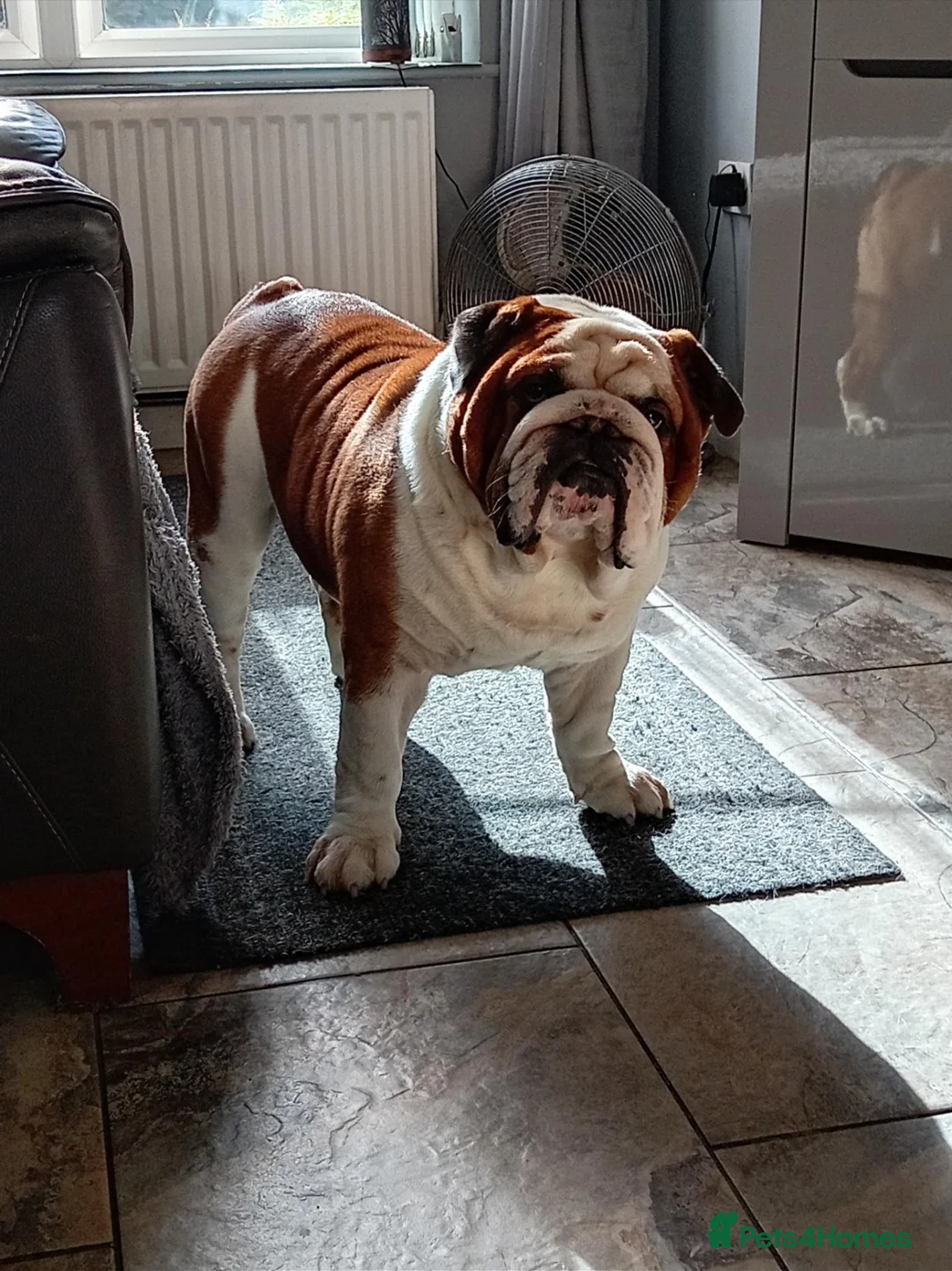 English Bulldog dogs for stud: For Stud: George (red/white) PROVEN - Advert 1