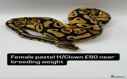 Python Snake reptiles for sale: Royal pythons for sale - Image 3