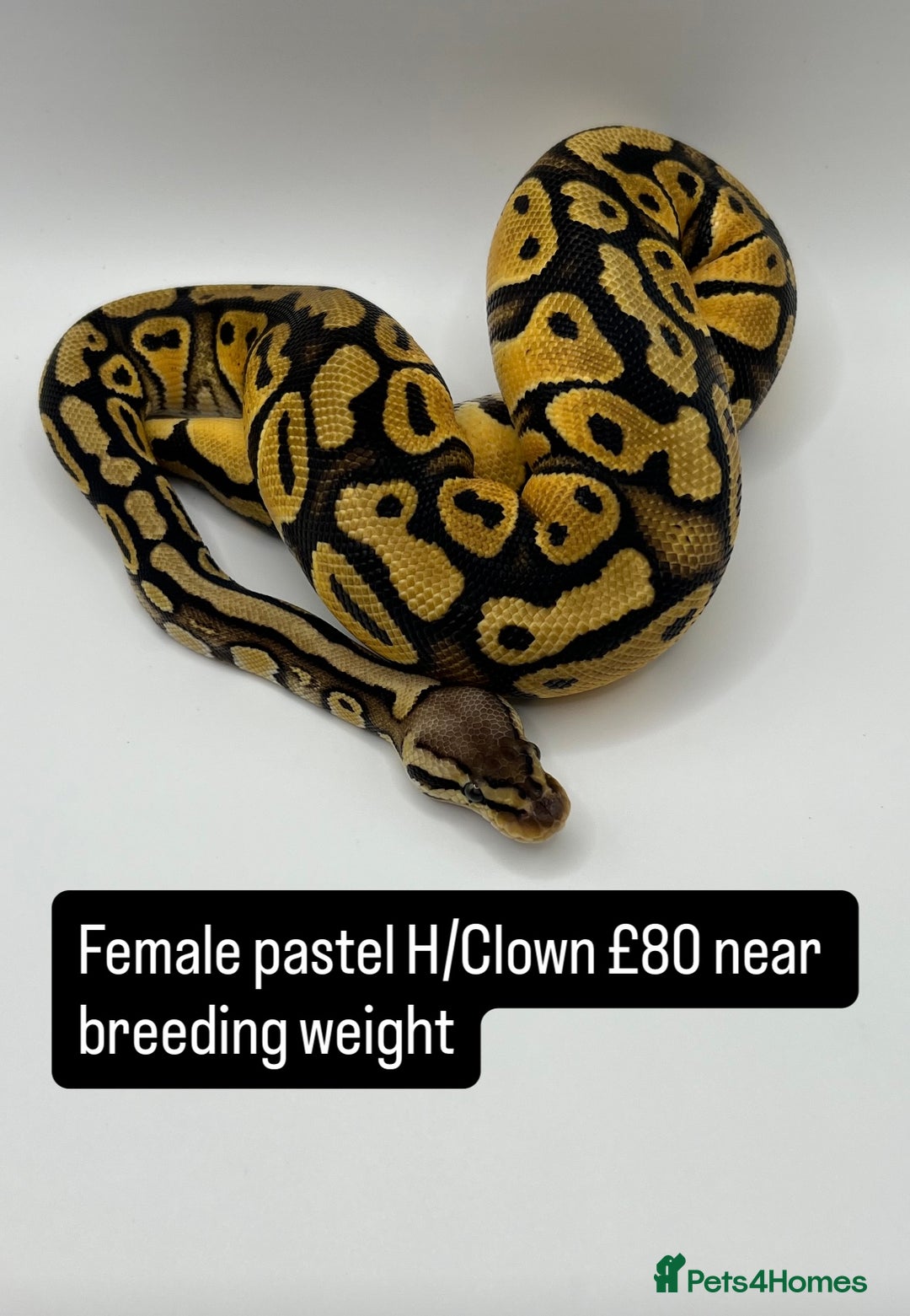 Python Snake reptiles for sale: Royal pythons for sale - Image 3