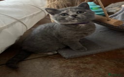 British Shorthair cats for sale: Two female British Shorthair kittens for sale - Image 3