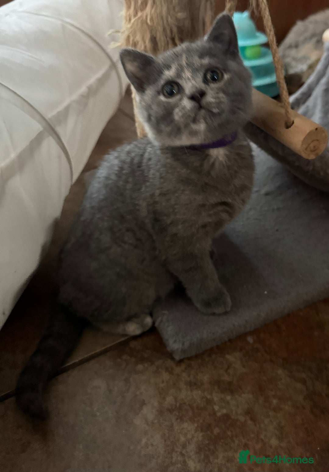British Shorthair cats for sale: Two female British Shorthair kittens for sale - Image 3