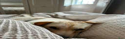Mixed Breed dogs for adoption: ❤️🐶 LAIMA – HOW IS THIS WONDERFUL GIRL WAITING - Advert 33