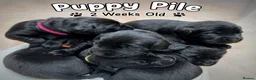 Labrador Retriever dogs for sale: Outstanding Labrador Puppies–Exceptional Pedigree - Advert 3