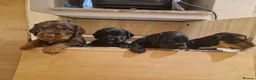 Cocker Spaniel dogs for sale: Working Cocker Spaniel Pups in Bridgnorth - Advert 3