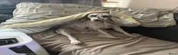 Dalmatian dogs for stud: Sove the saracen stud needed - Advert 3