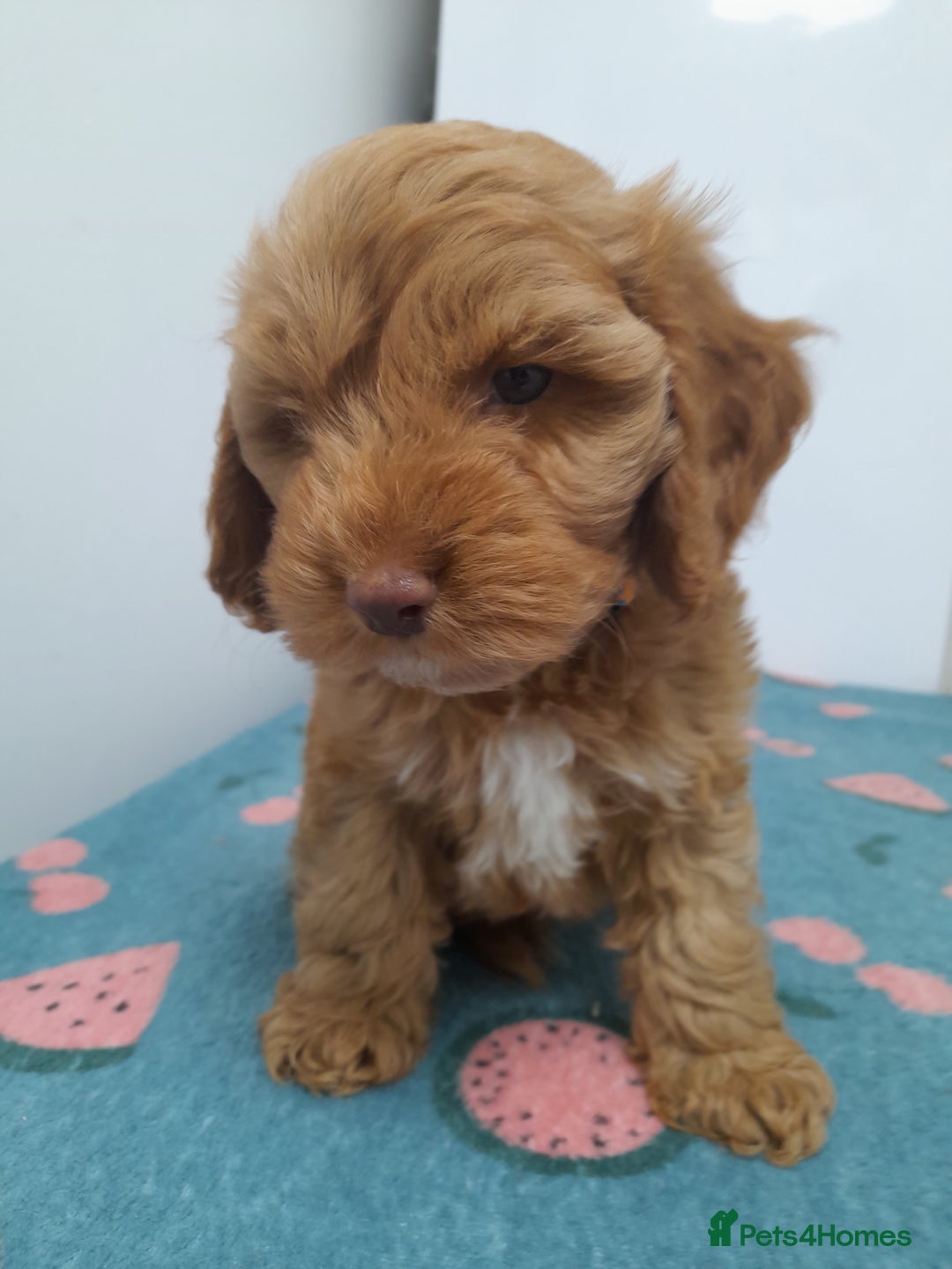 Cockapoo dogs for sale: Beautiful cockapoo puppies ready now - Advert 25