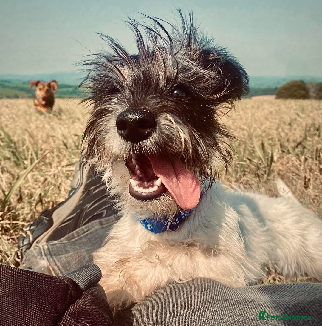 Mixed Breed dogs for sale: Daxijax/Jackshund/Dachshund/Jack - READY TO GO - Advert 8