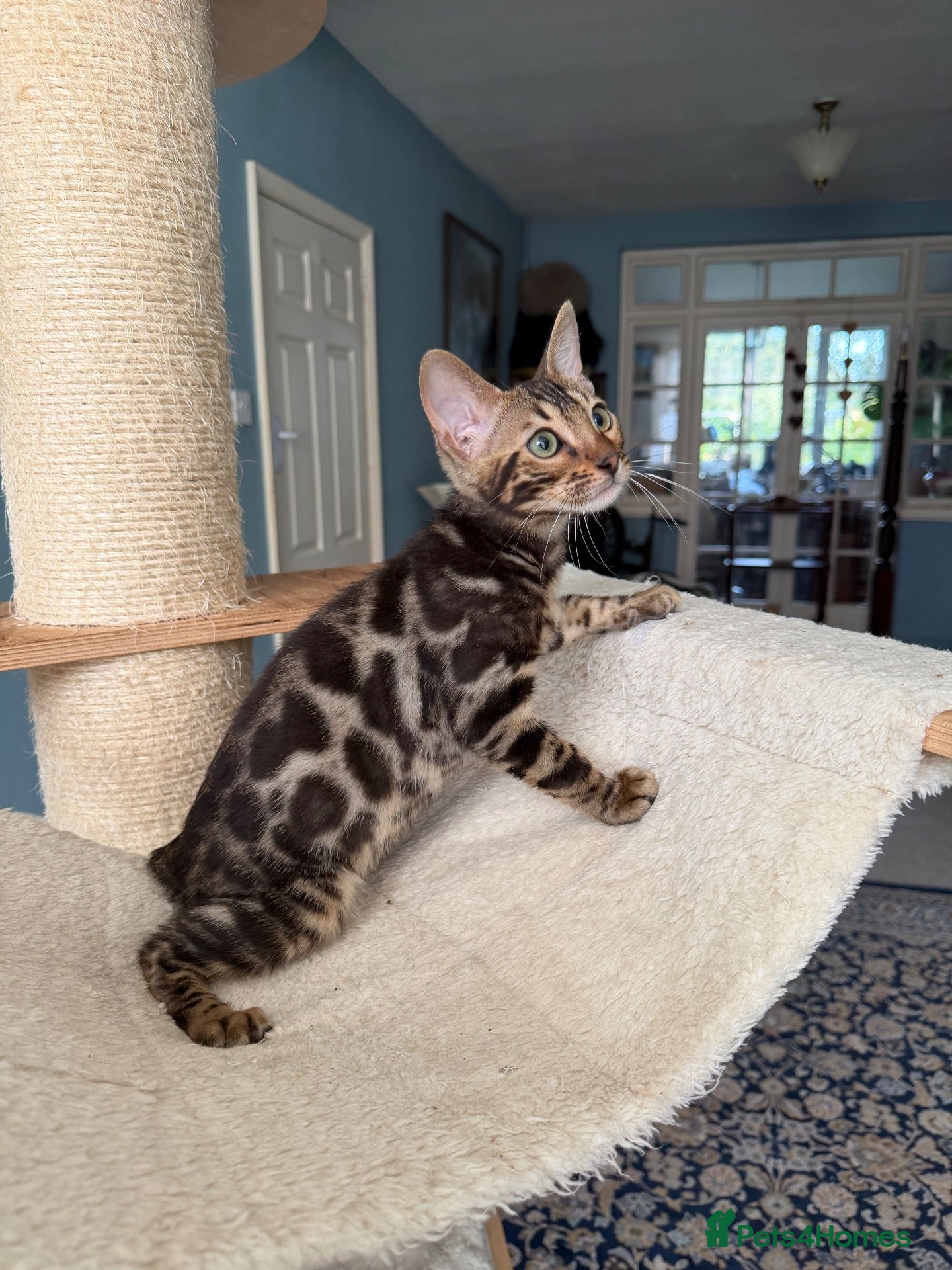 Bengal cats TICA Bengal kittens available.  - Advert 1