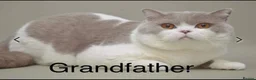 British Shorthair cats for sale: Cinnamon British Shorthair kittens  - Advert 3