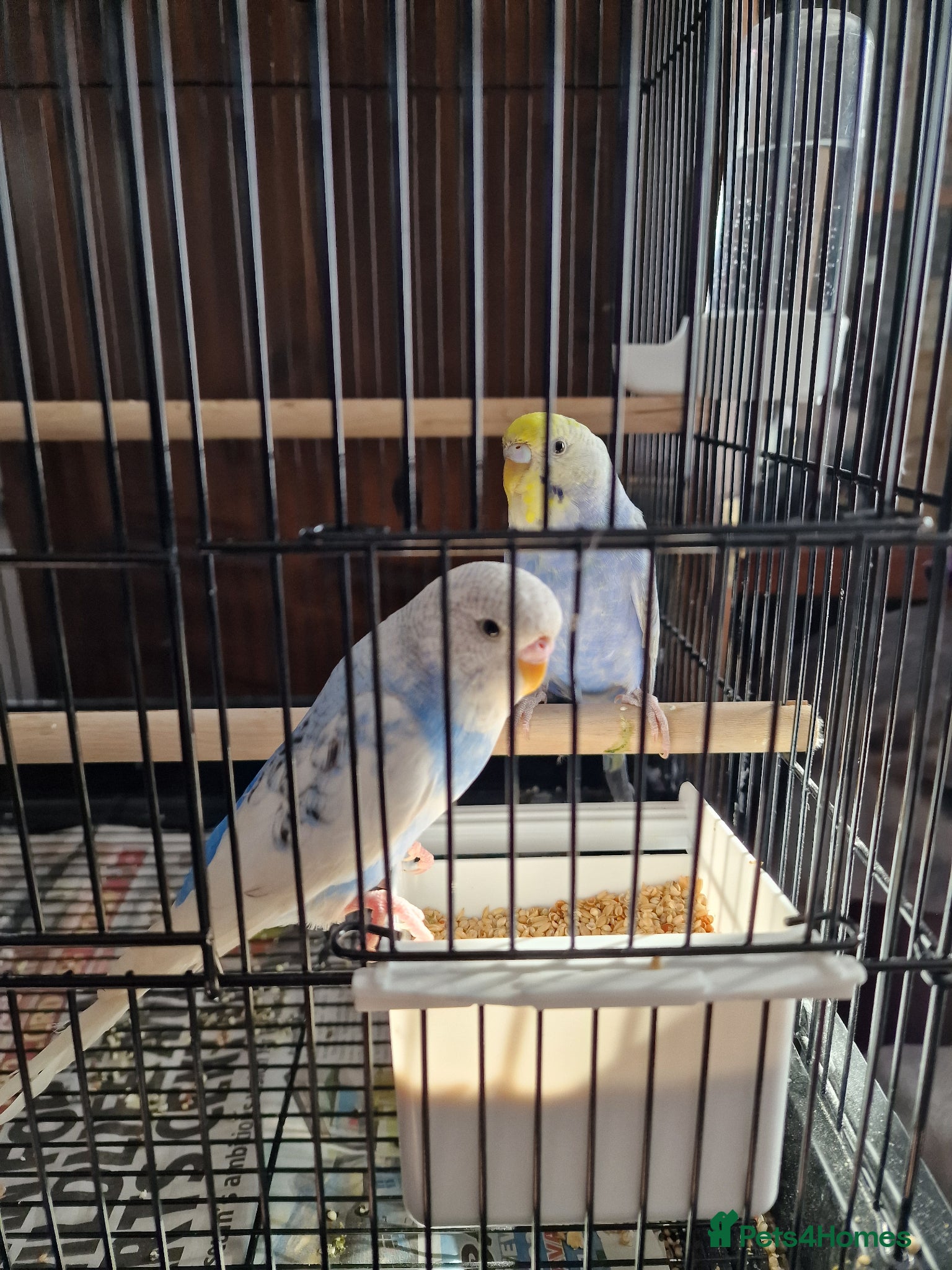 Budgerigars birds Pair of baby budgies with cage and hanging stand - Advert 2
