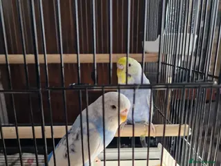 Budgerigars birds Pair of baby budgies with cage and hanging stand - Advert 1