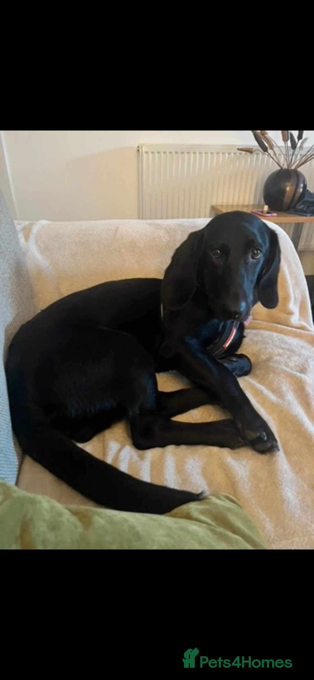 Mixed Breed dogs for sale: 2 year old Basset/labrador mix /Otis/ - Advert 2