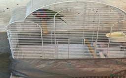 Lorikeets birds for sale: Rainbow lorikeet - Image 2