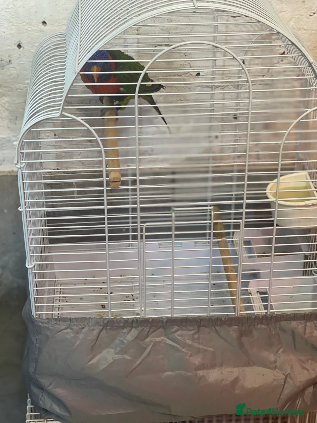 Lorikeets birds for sale: Rainbow lorikeet - Image 2