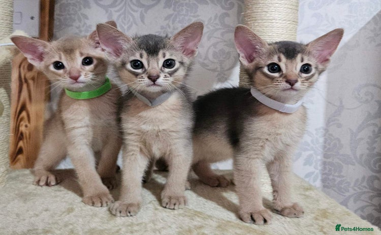 Abyssinian cats - Advert 2